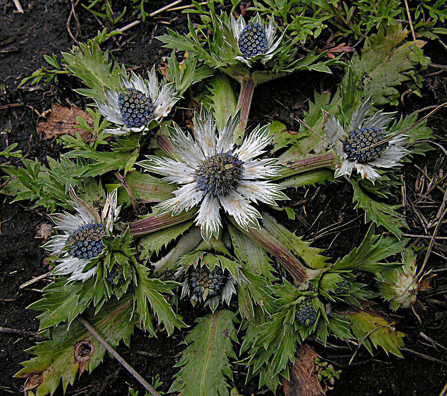 Eryngium carlinae Delar. resmi