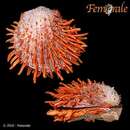 Spondylus butleri Reeve 1856 resmi