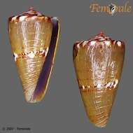 Imagem de Conus pseudocardinalis Coltro 2004