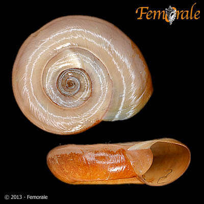 Image of ramshorn snails