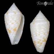 Image of Conasprella Thiele 1929