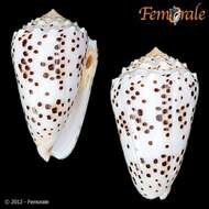 Image of cone snails