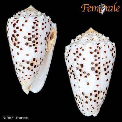 Image of cone snails