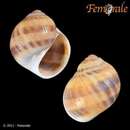 Image of spotted moonsnail