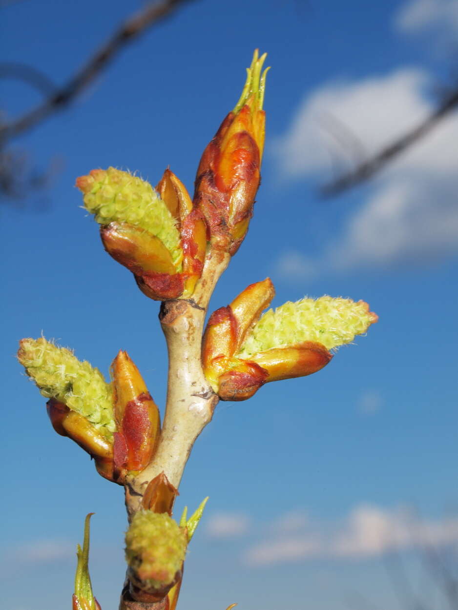 Image of Black Poplar