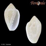 Image of Marginella Lamarck 1799