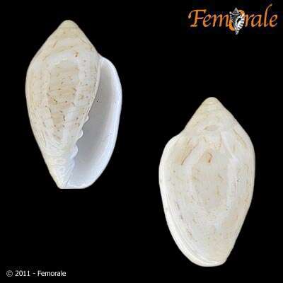 Слика од Marginella Lamarck 1799