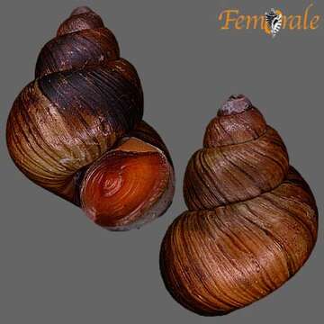 Image of river snails