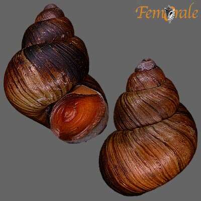 Image of river snails