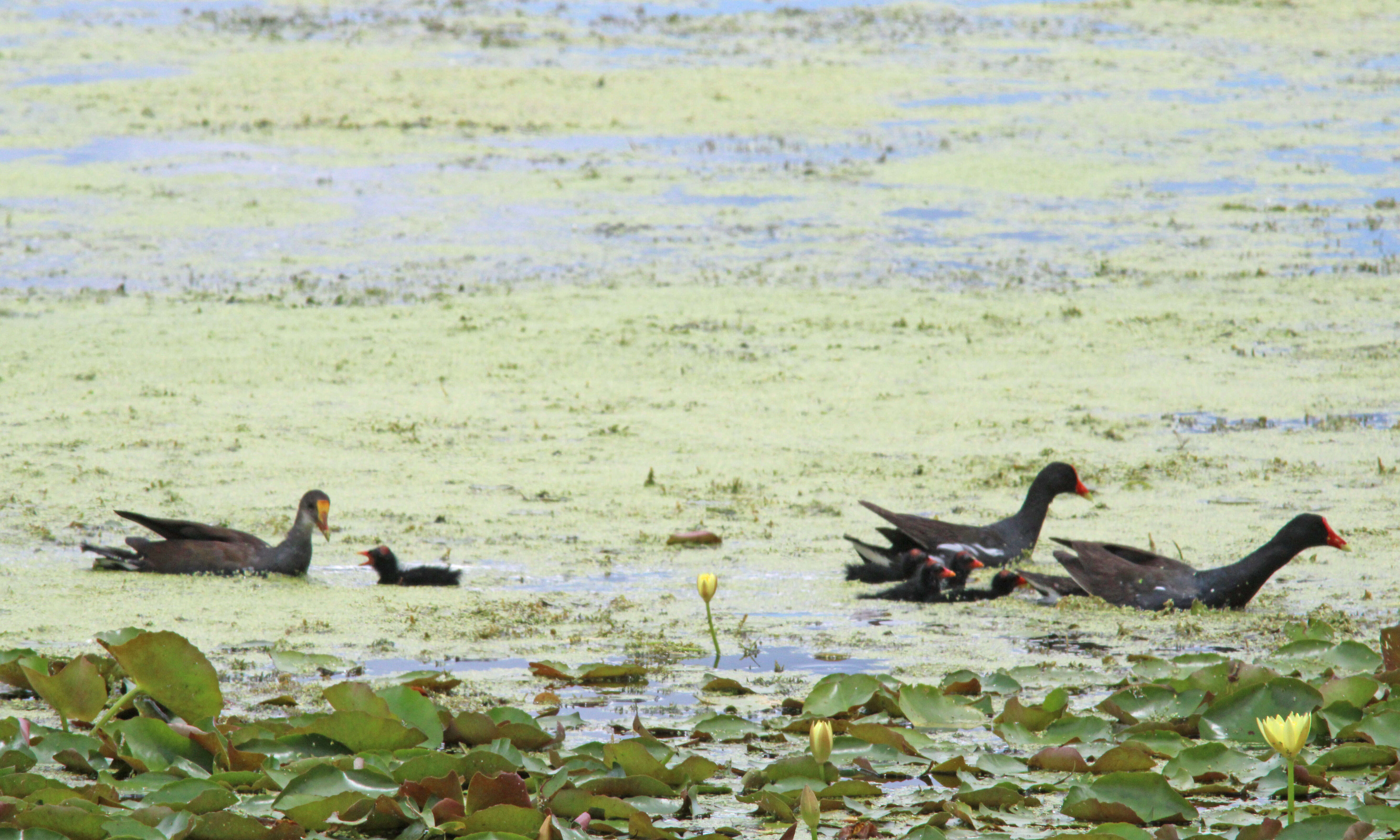 Image of Common Gallinule