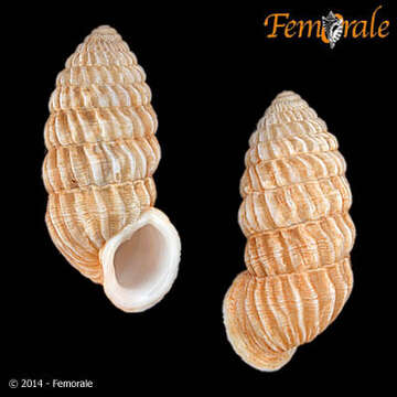 Image of Cerionidae