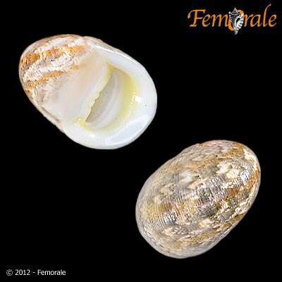 Image of polished nerite