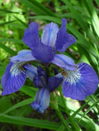 Image of blood iris