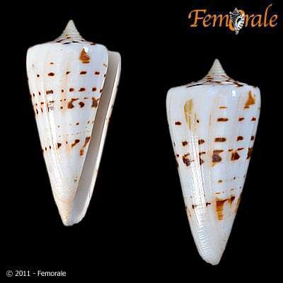 Image of cone snails