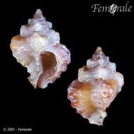 Image of Murex Snails