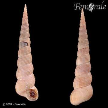 Image of unclassified Gastropoda