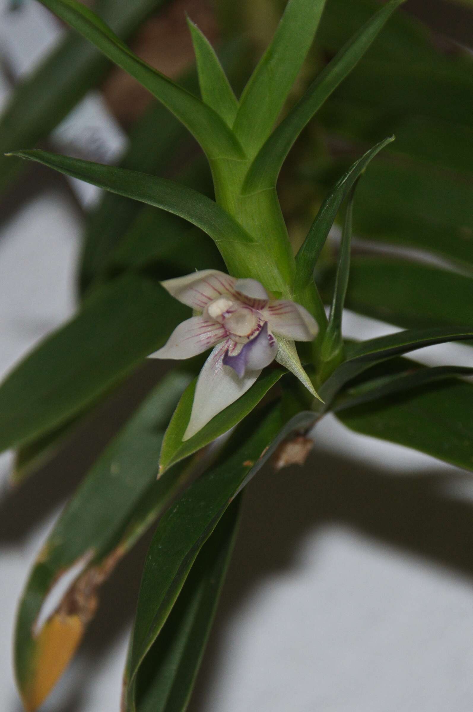 Dichaea trinitensis Gleason的圖片