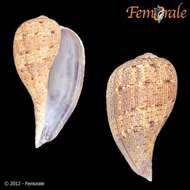 Image of fig shells