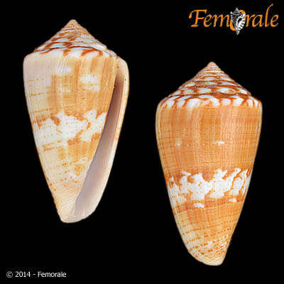 Image of Conus ziczac Megerle von Mühlfeld 1816