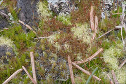 Image of brittle swan-neck moss