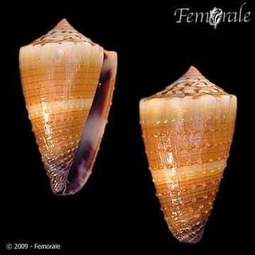 Image of cone snails