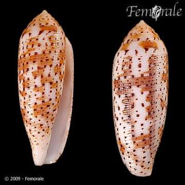 Image of cone snails