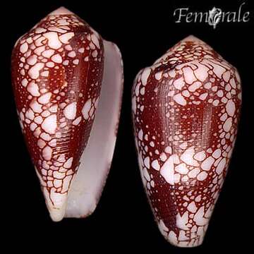 Image of <i>Conus pennaceus marmoricolor</i> Melvill 1900