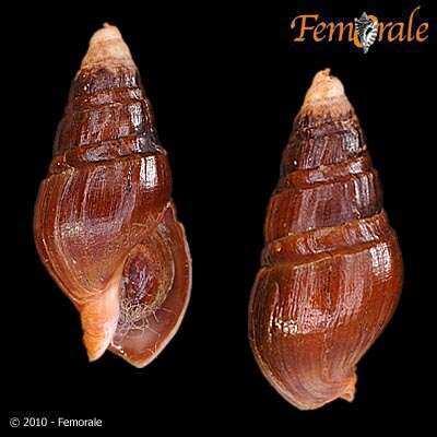 Image of Turridae H. Adams & A. Adams 1853