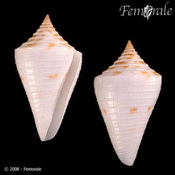 Image de Conus tristensis Petuch 1987