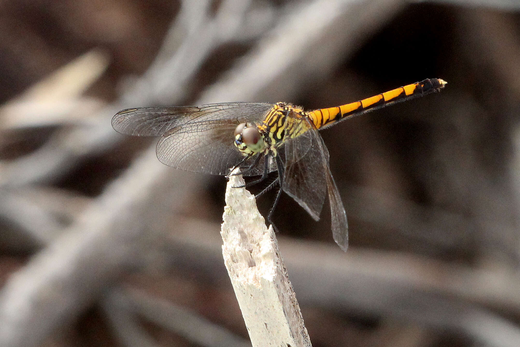 Image of Seaside Dragonlet