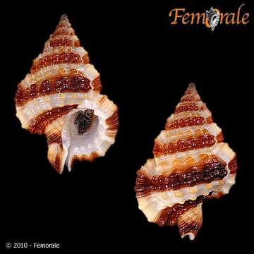 Image of Gyrineum Link 1807