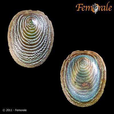 Image of acmaeid sea snails