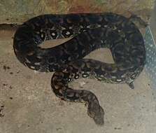 Image of Dumeril's Boa