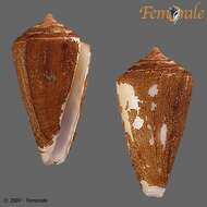 Image of cone snails