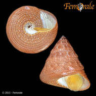 Image of Calliostomatidae Thiele 1924