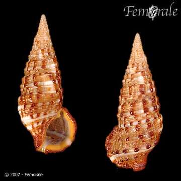 Image of unclassified Gastropoda