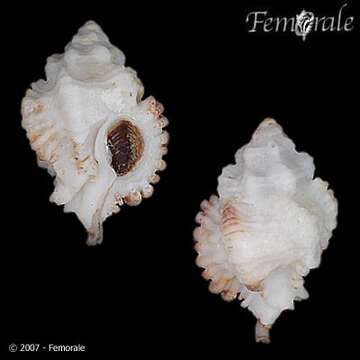 Image of Murex Snails