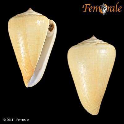 Image of cone snails