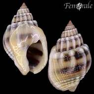 Image of nassa mud snails