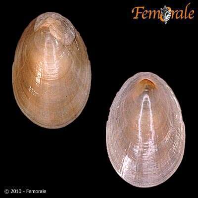 Image de Nacellidae Thiele 1891