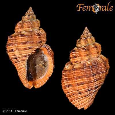 <i>Cantharus melanostomus</i> (Sowerby 1825) resmi