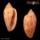 Image of Marginella desjardini Marche-Marchad 1957