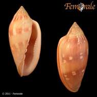 Image of Marginella Lamarck 1799