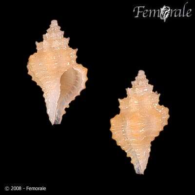 Image of Panamurex recticanalis (Weisbord 1962)