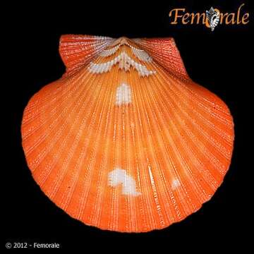 Image of African fan scallop