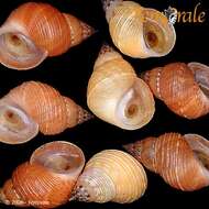 Image of Mangrove periwinkles