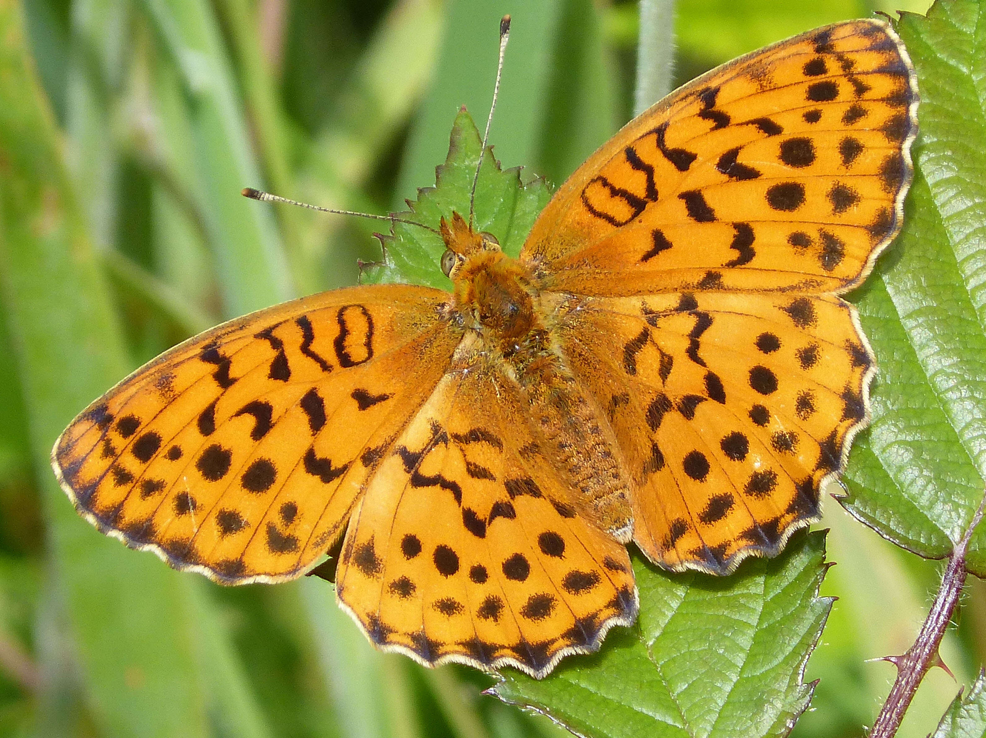 Image of Lesser Marbled Fritillary