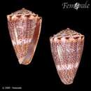 Conus encaustus Kiener 1845的圖片