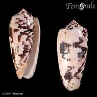 Image of cone snails