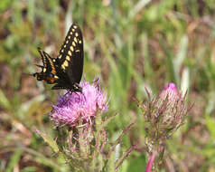 Image of Black Swallowtail